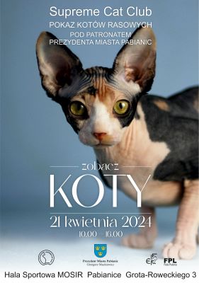 Plakat pokaz kotów